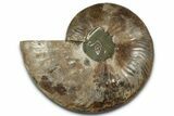 Cut & Polished Ammonite Fossil (Half) - Madagascar #359559-1